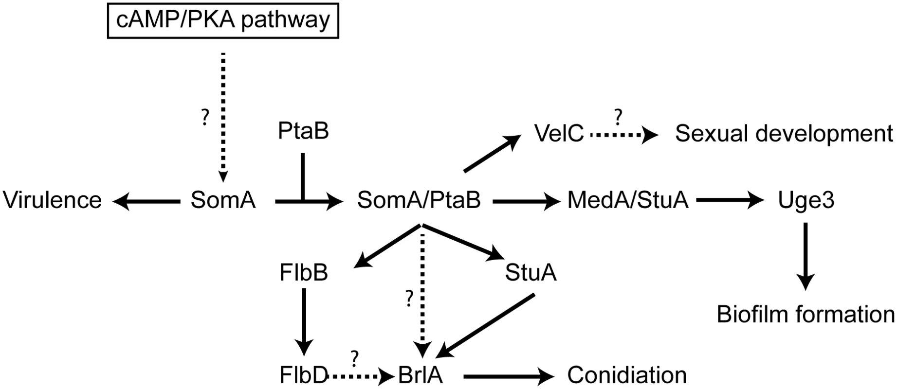 Model of the SomA and SomA-PtaB genetic network in <i>A</i>. <i>fumigatus</i>.