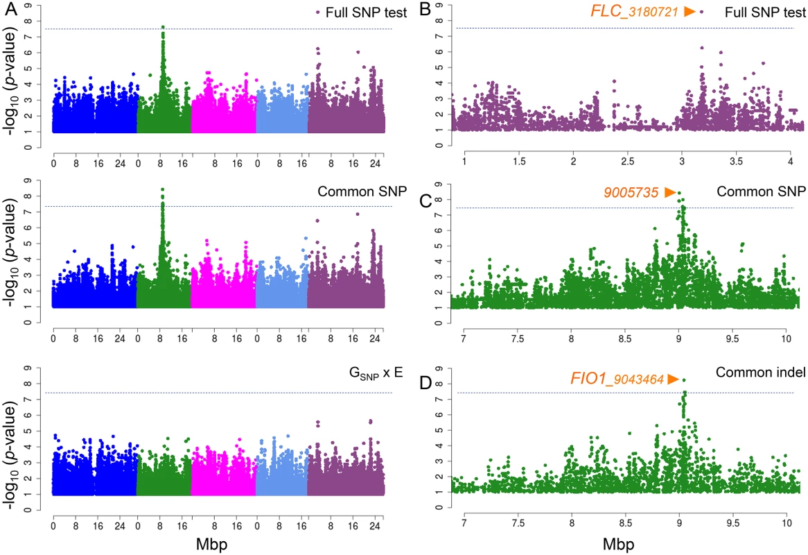Manhattan plots of GWAS results for flowering time at 10°C and 16°C using MTMM.