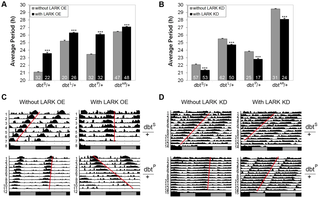 Interactions between <i>lark</i> and <i>dbt</i> modulate circadian period.
