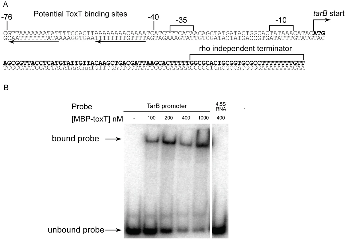 Sequence of <i>tarB</i> and ToxT binding sites within promoter region.