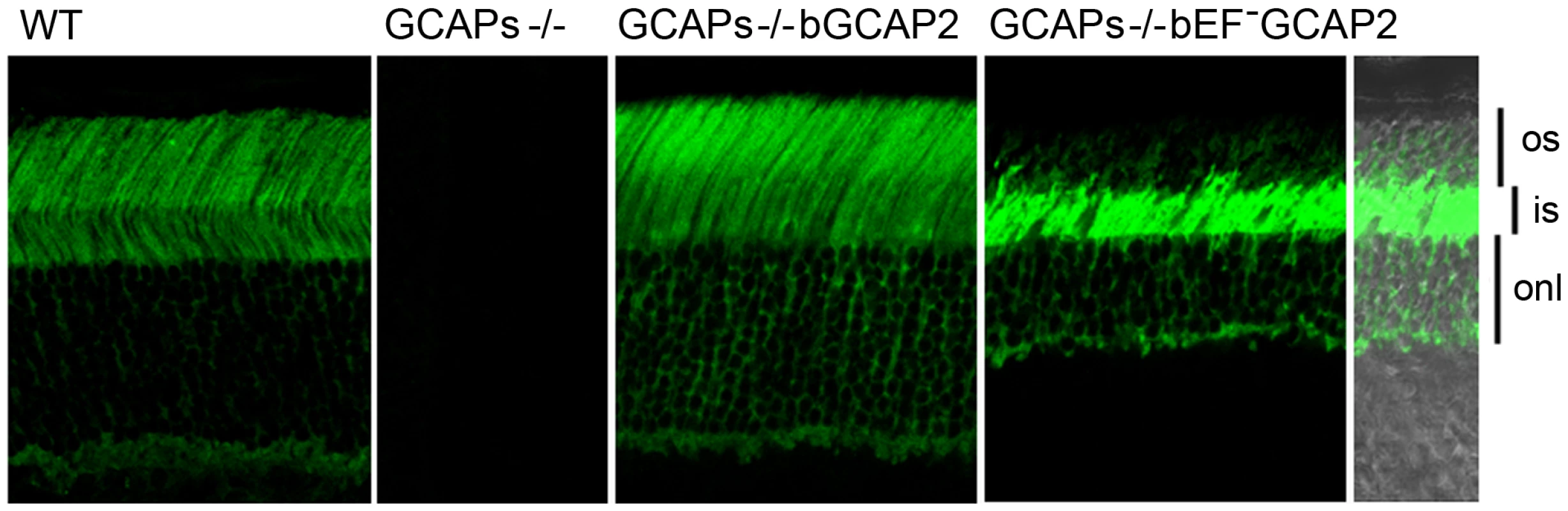 bEF<sup>−</sup>GCAP2 mislocalizes in transgenic retinas, accumulating at the inner segment compartment of the cell.