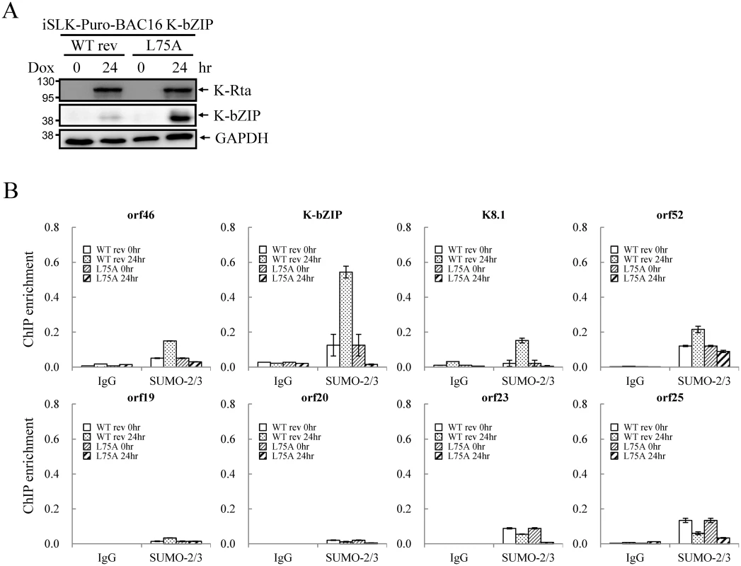 SUMO E3 ligase activity of K-bZIP is essential for SUMO-2/3 modification of the viral genome during lytic reactivation.