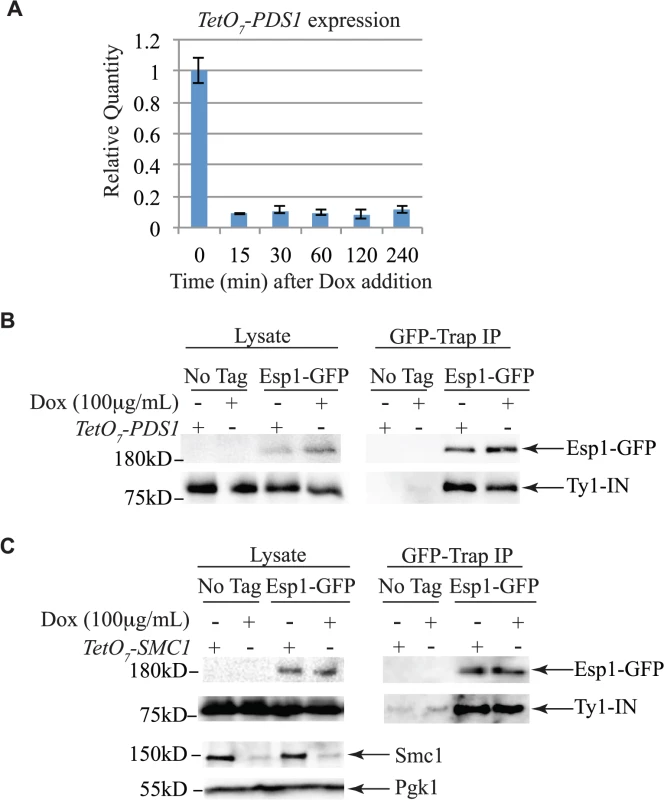 Pds1 and Smc1 are not required for the Esp1-Ty1-IN interaction.
