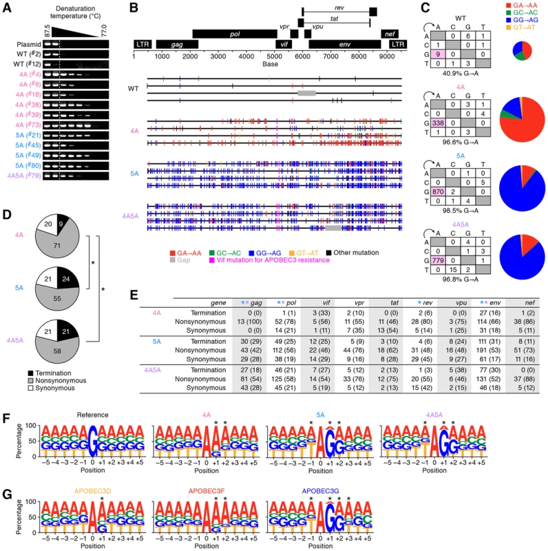 G-to-A hypermutation in the proviral DNA of infected humanized mice.