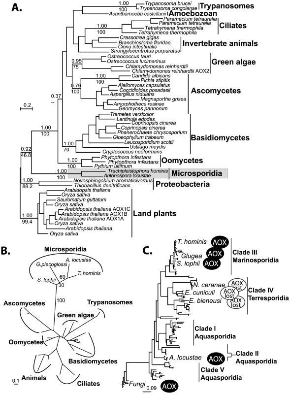 Phylogenetic analyses of microsporidian AOX sequences.