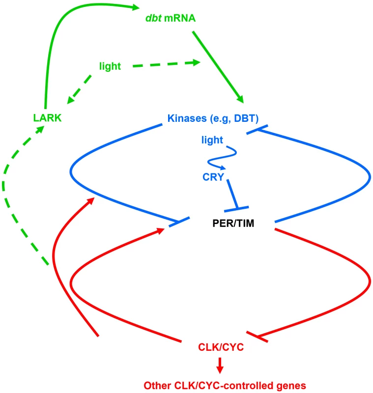 The molecular mechanism for the <i>Drosophila</i> circadian clock.