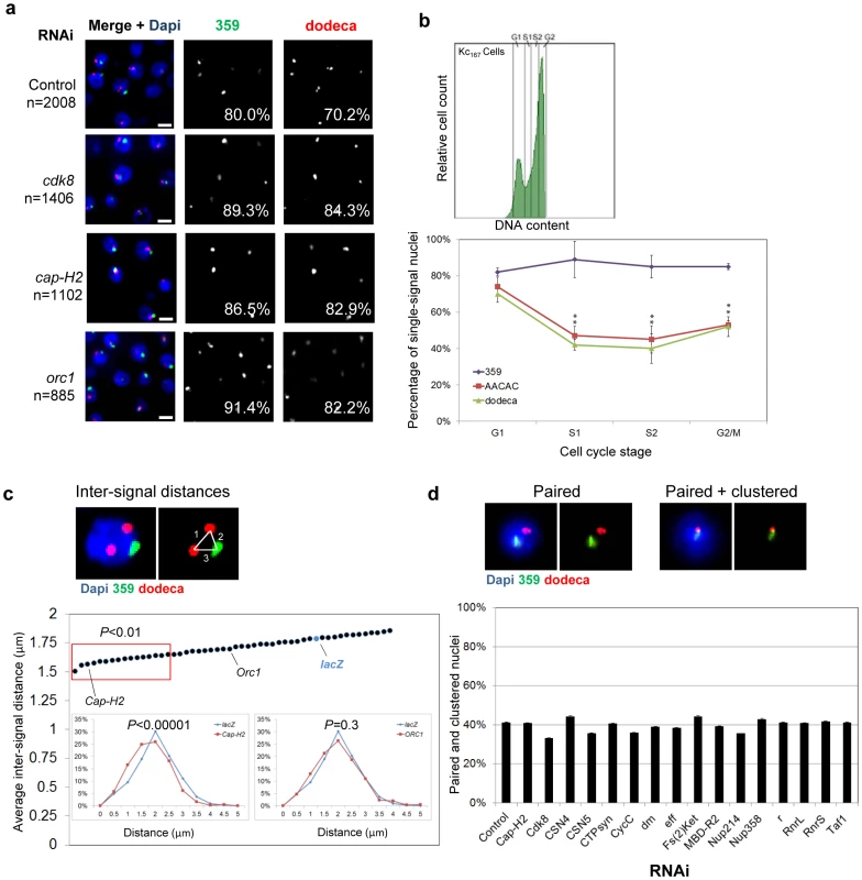 RNAi of candidate anti-pairers enhances heterochromatic pairing frequencies.