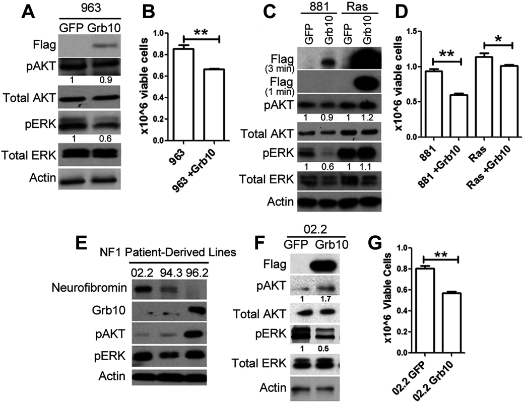<i>Grb10</i> expression in diverse tumors suppresses proliferation.