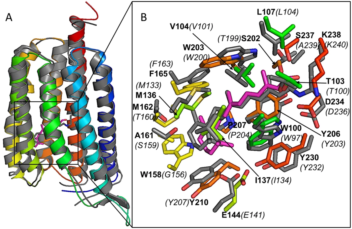 Xanthorhodopsin structural modeling.