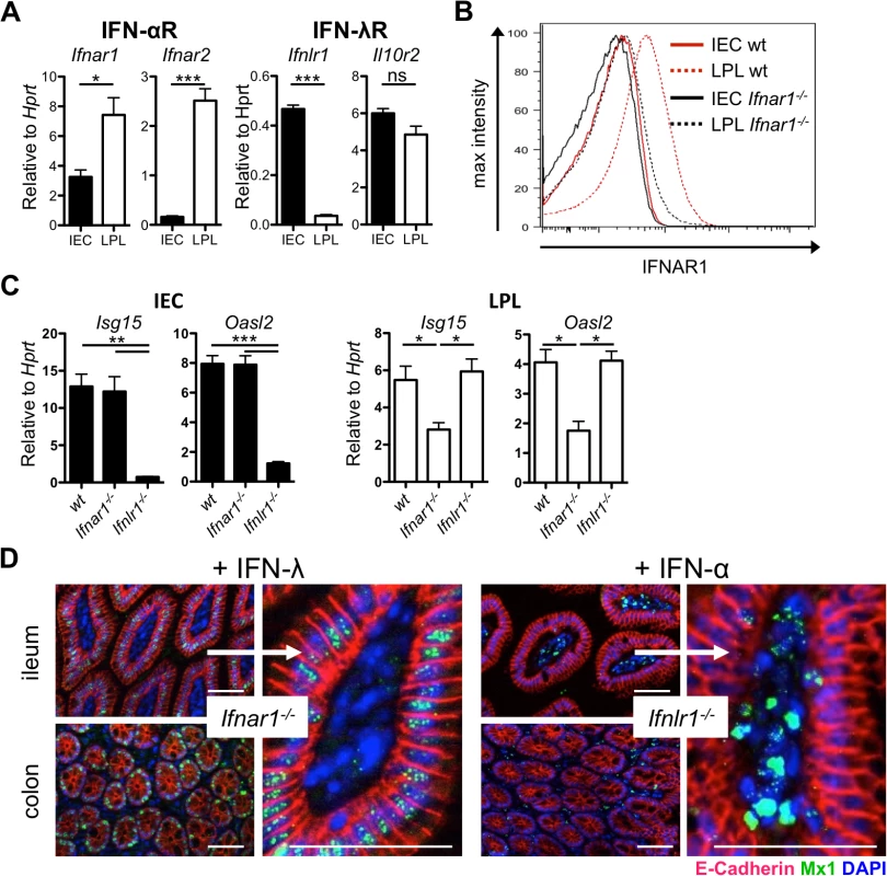 Intestinal epithelial cells minimally express IFN-α/β receptor and do not respond to type I IFN.
