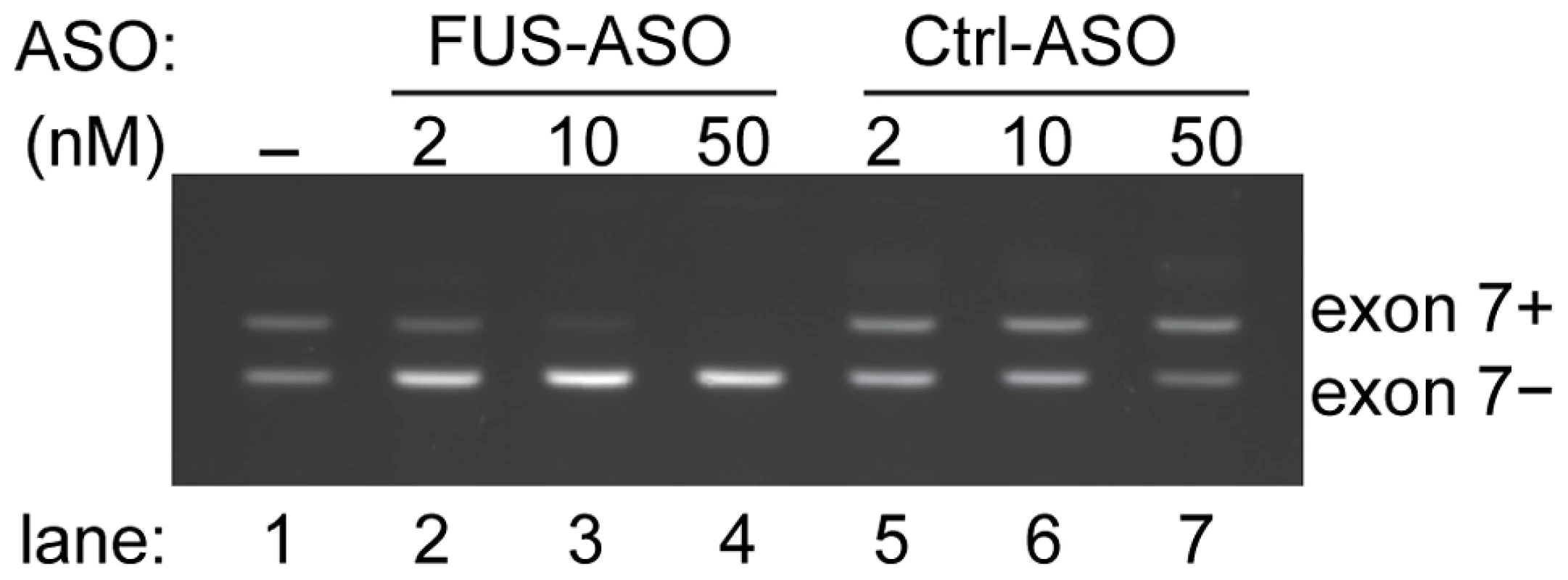 Modulation of <i>FUS</i> exon 7 alternative splicing by antisense oligonucleotides.