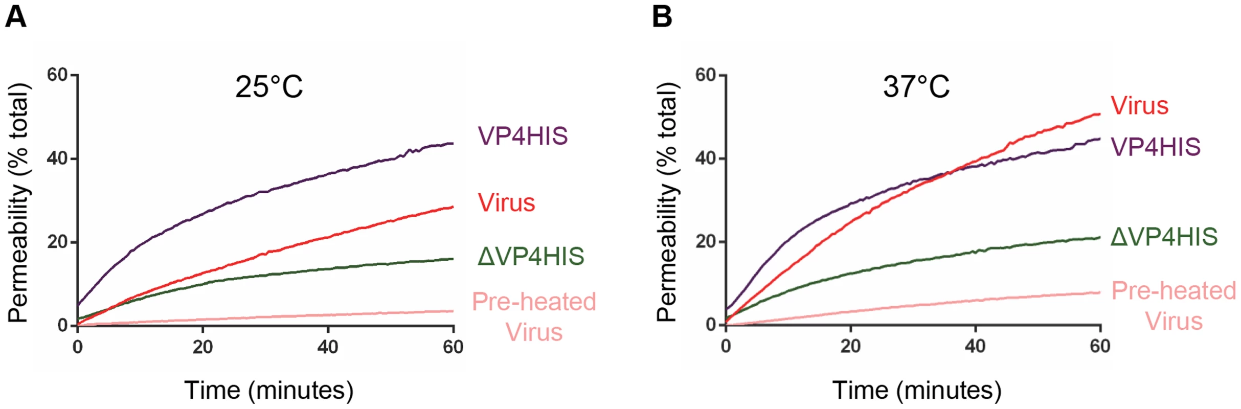 VP4-induced permeability is comparable to that of virus.