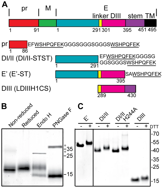 Expression and purification of DENV2 pr and truncated E proteins.