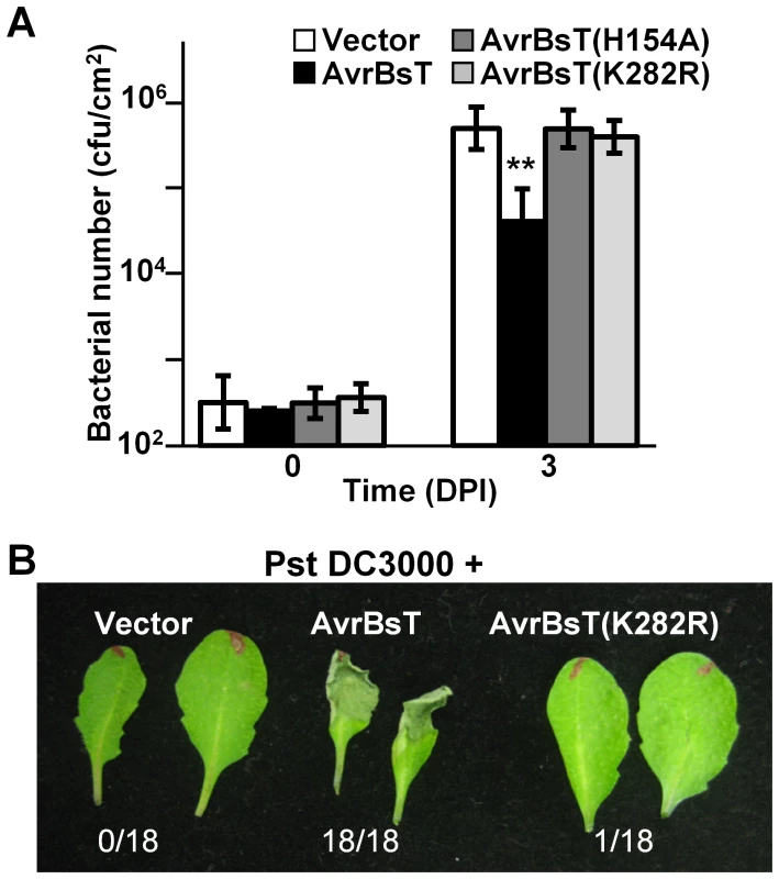 Mutation of K282 attenuates AvrBsT-triggered resistance.