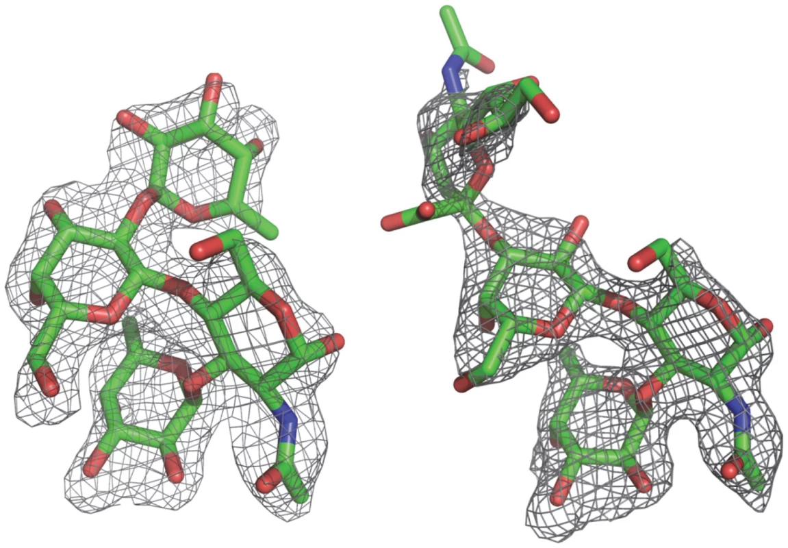 (Fo-Fc) omit electron density map of the Lewis y and 3′-sialyl Lewis x tetrasaccharide.