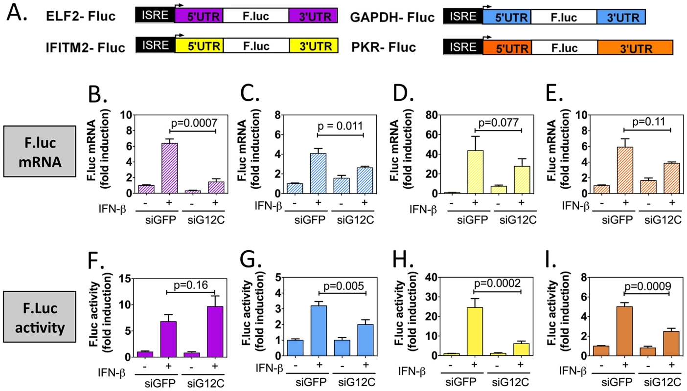 G3BP1, G3BP2 and CAPRIN1 depletion specifically inhibits translation of reporters under the control of ISG UTRs.