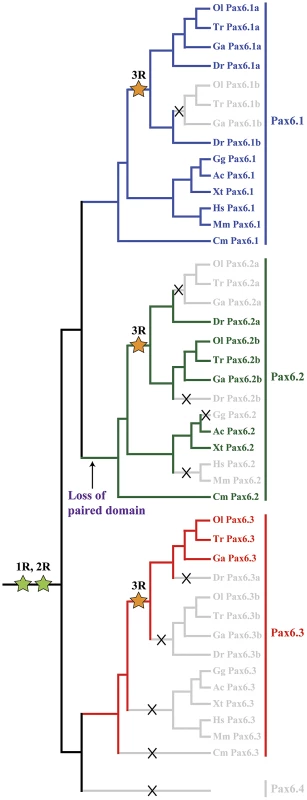 Evolutionary history of the <i>Pax6</i> gene family in vertebrates.