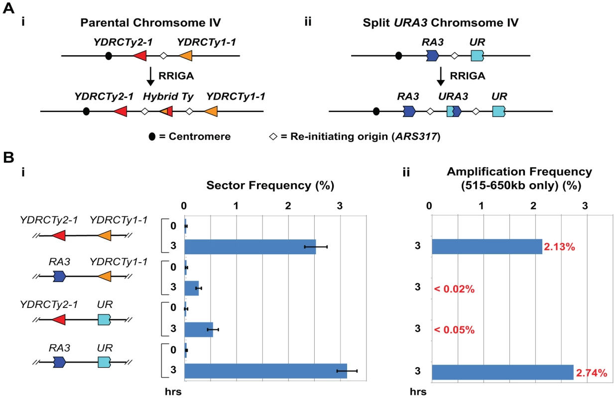 Homologous sequences are necessary and sufficient in <i>cis</i> to support RRIGA.
