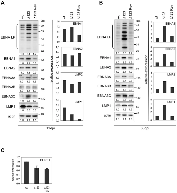 Latent gene expression profiles of B cells transformed byΔ123 virus.