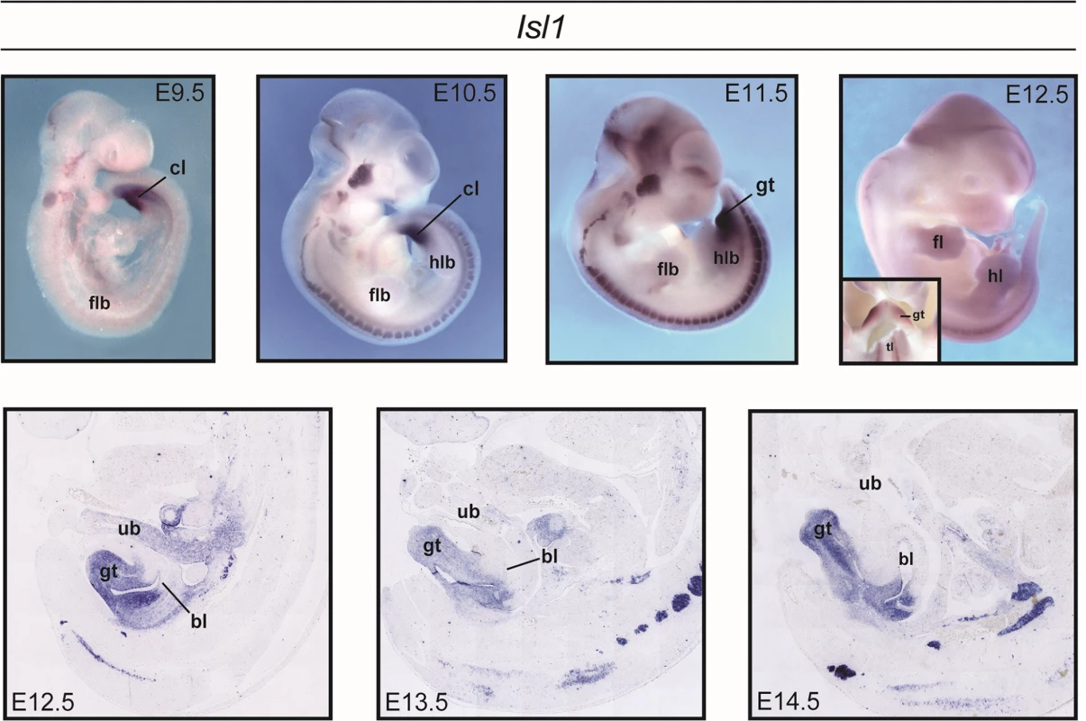 Expression of <i>Isl1</i> during mouse development.