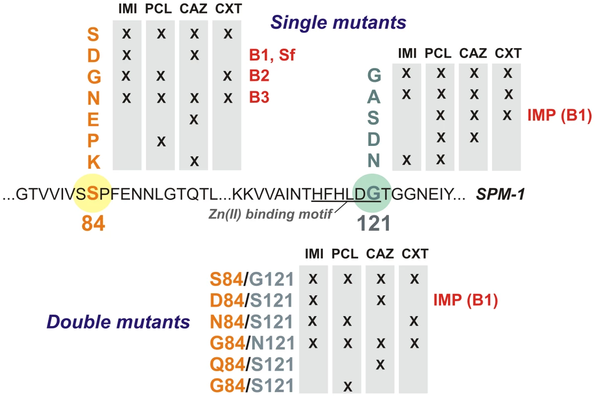 Residues present at positions 84 and 121 in selected mutants for each antibiotic selection and library in <i>P. aeruginosa</i> PAO.