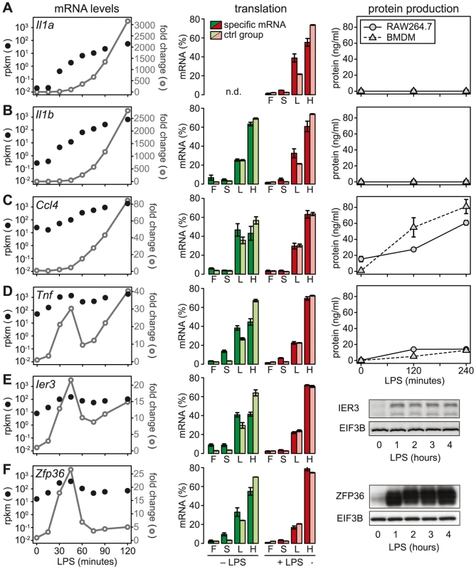 LPS-induced changes in mRNA levels, translation and protein production.