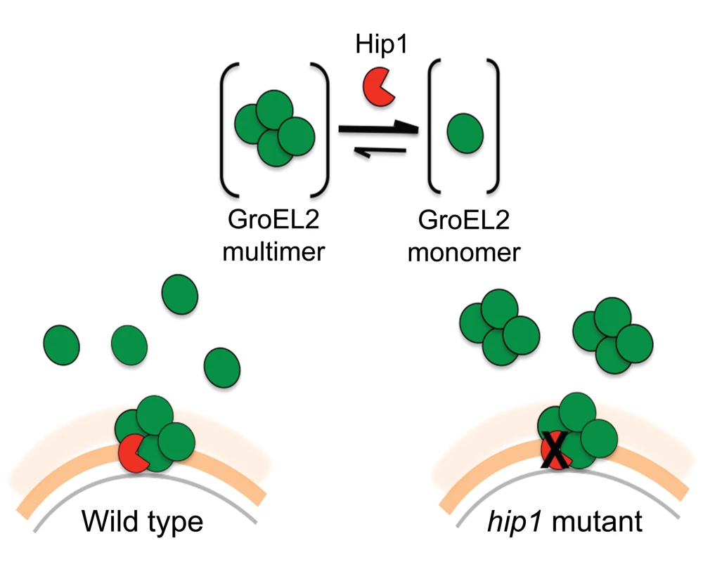 Model of Hip1-GroEL2 interactions. Proteolysis of full length GroEL2 by Hip1 converts multimeric GroEL2 to monomers.