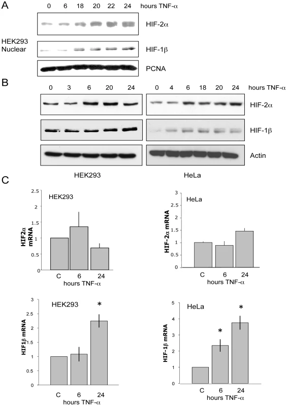 TNF-α induces HIF-1β and HIF-2α protein but only HIF-1β mRNA.