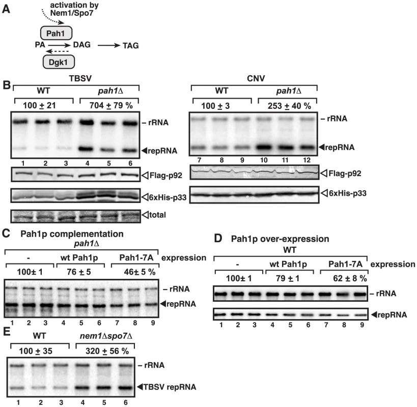 Deletion of the single yeast lipin gene (<i>PAH1</i>) enhances TBSV repRNA accumulation.