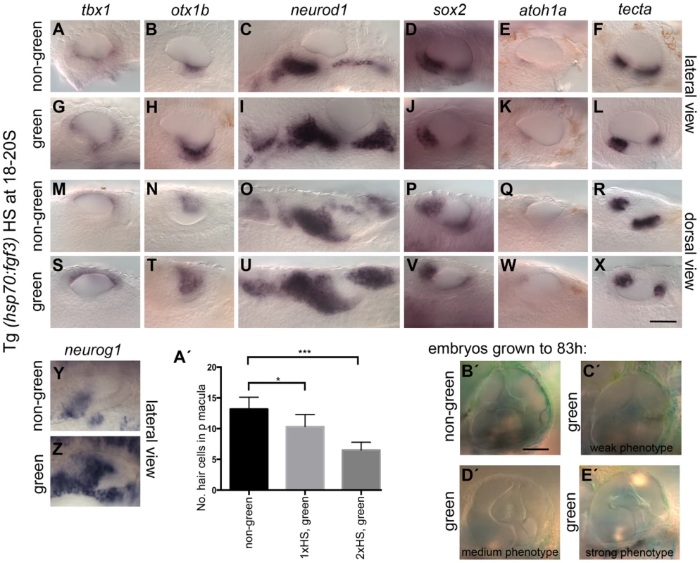 Effects of fgf3 over-expression from the 18 somite stage on otic vesicle patterning.