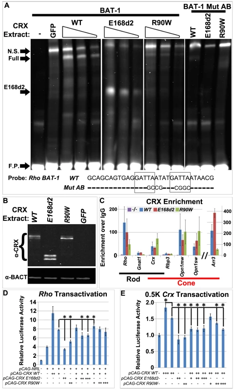 CRX<sup>[E168d2]</sup> and CRX<sup>[R90W]</sup> affect target gene transcription through distinct molecular mechanisms.
