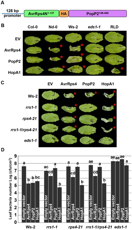 PopP2 triggers RPS4/RRS1/EDS1-dependent hypersensitive response and immunity when delivered from <i>Pseudomonas</i>.