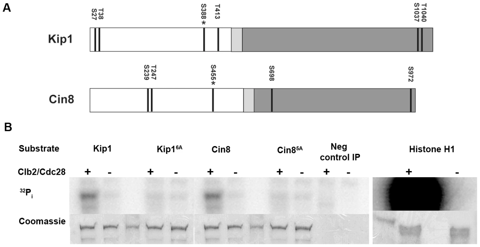 Phosphorylation of Kip1 and Cin8 by Clb2/Cdc28 <i>in vitro</i>.