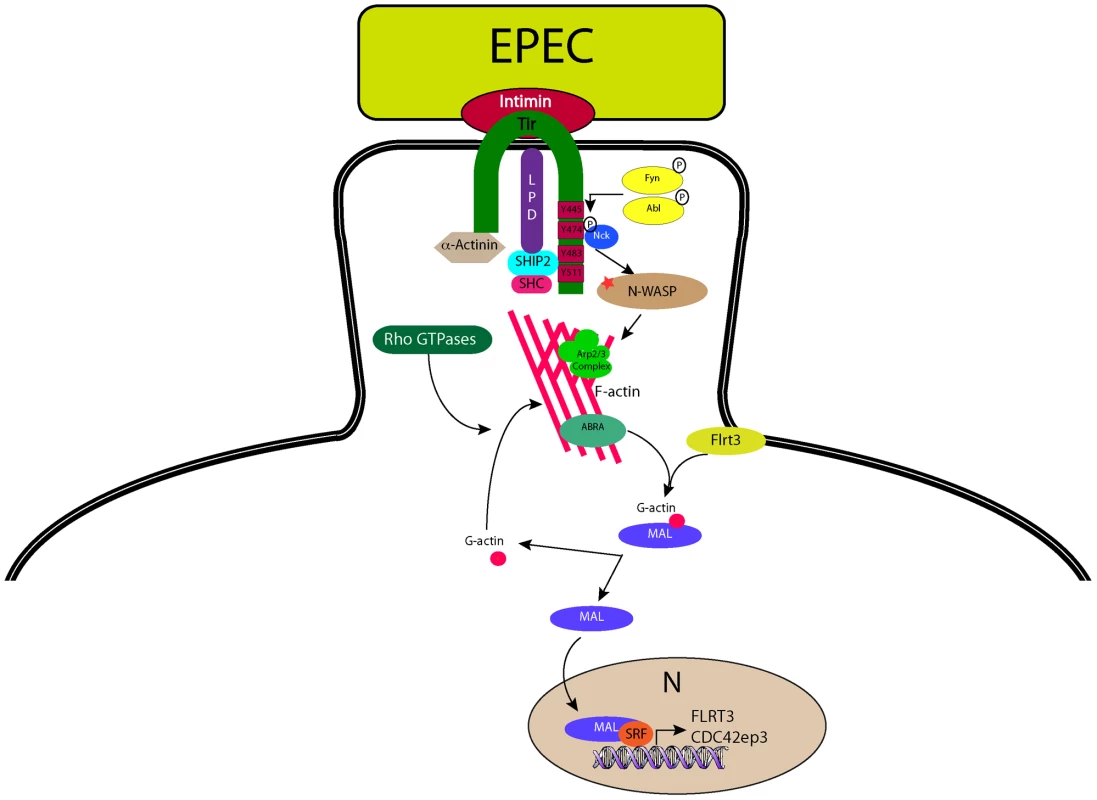 A model for EPEC-induced activation of host-cell transcription factor SRF.
