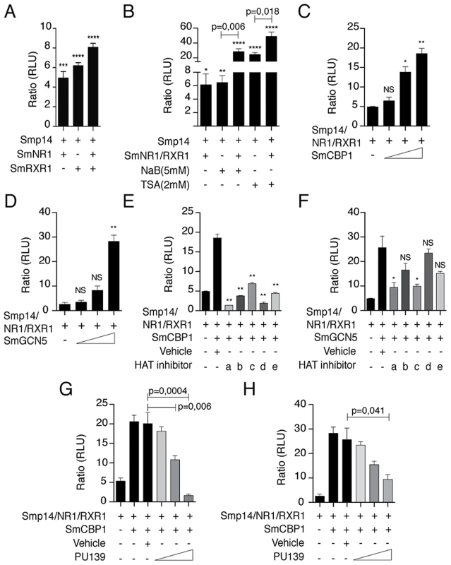 <i>Smp14</i> promoter-dependent activation by the SmRXR1/SmNR1 heterodimer and the HATs SmGCN5 and SmCBP1.
