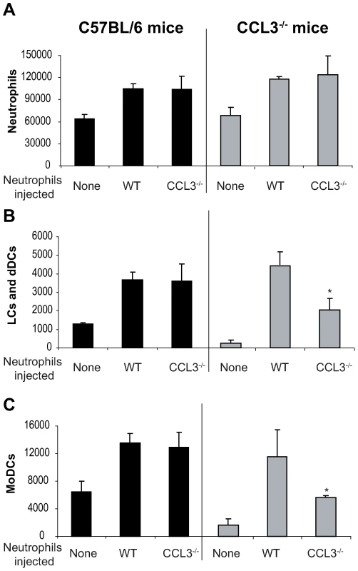 The CCL3 secreted by neutrophils is the major chemoattractant for DCs one day after <i>L. major</i> inoculation.