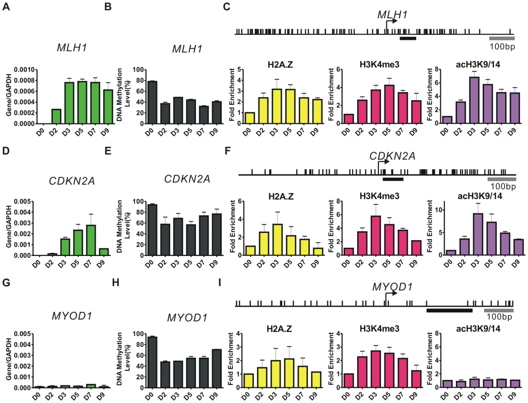 5-Aza-CdR induces dynamic changes in gene expression, DNA methylation, and histone marks.