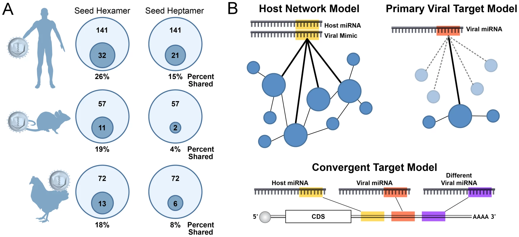 A minority of viral miRNAs mimic host miRNAs through identical seed sequences.