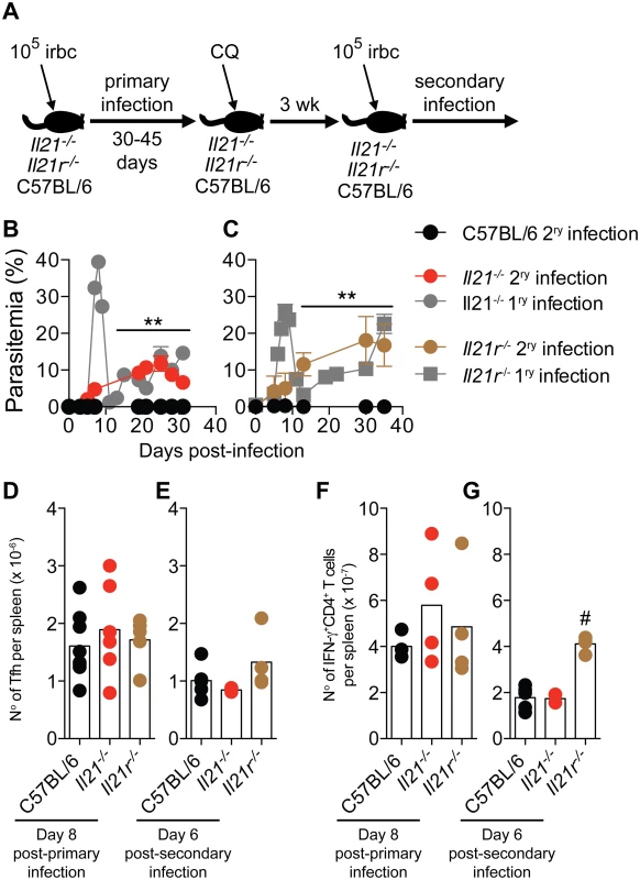Mice deficient in IL-21 signaling fail to develop immunity to a secondary <i>P</i>. <i>chabaudi</i> infection.