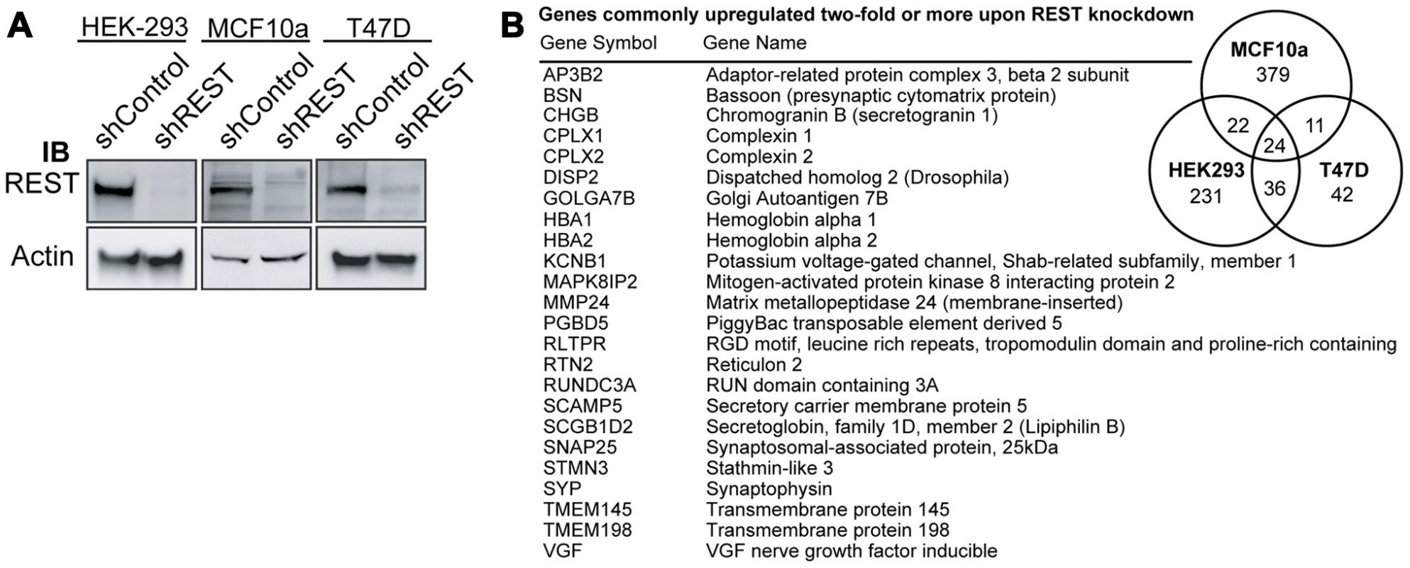 Generation of a 24-gene signature for loss of REST.
