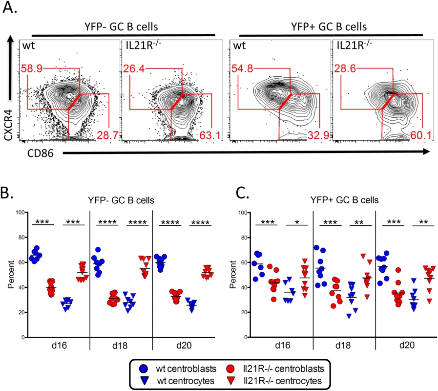 Altered GC B cell populations in IL-21R-/- mice.