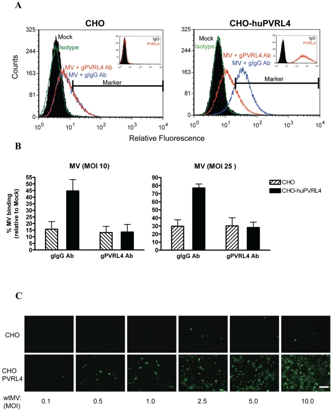 IC323 wtMV binds to cells that stably express human PVRL4.