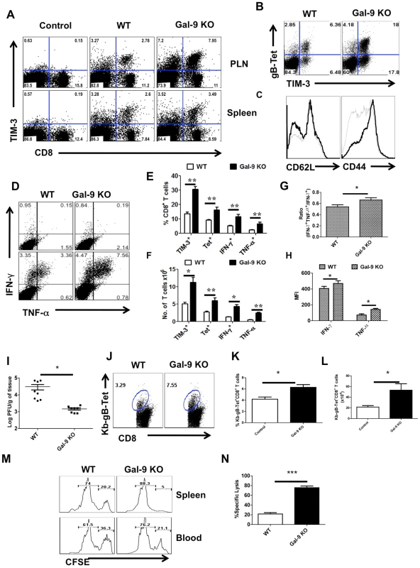 Galectin-9 knockout animals mount stronger virus-specific CD8<sup>+</sup> T cell responses in the acute phase.