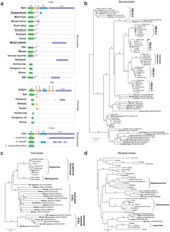Genetic structures and phylogenetic relationships of Mononegavirus EVEs.
