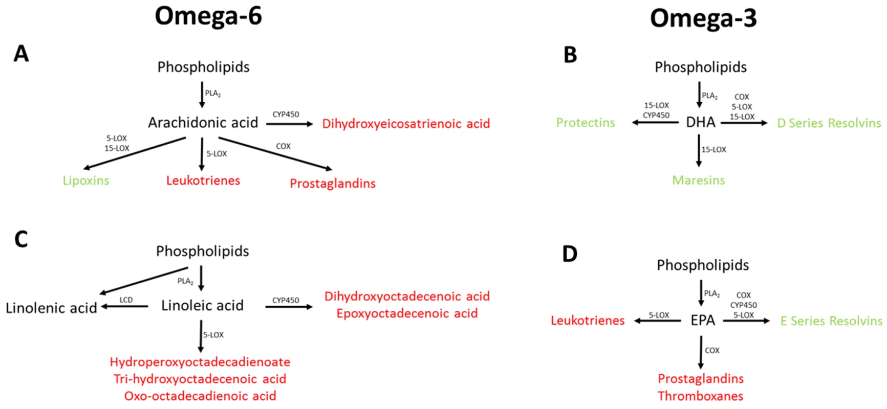 Overview of omega-3 and omega-6 UFA metabolism showing the potential association between the measured UFAs.