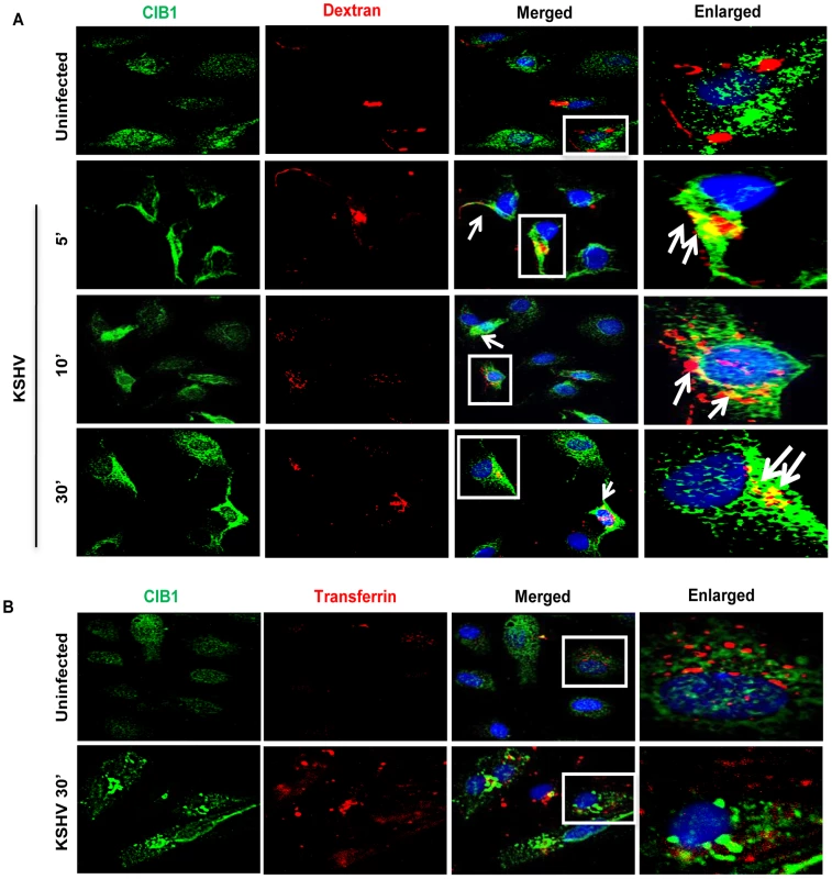CIB1 association with macropinocytic marker dextran early during <i>de novo</i> KSHV infection in endothelial cells.