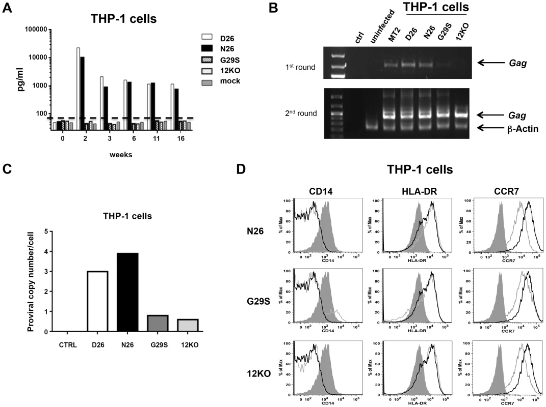 HTLV-1 infection of the monocytic cell line THP-1.