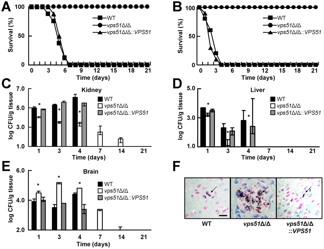 A <i>vps51</i>Δ/Δ mutant has attenuated overall virulence, but increased brain tropism during hematogenously disseminated candidiasis.