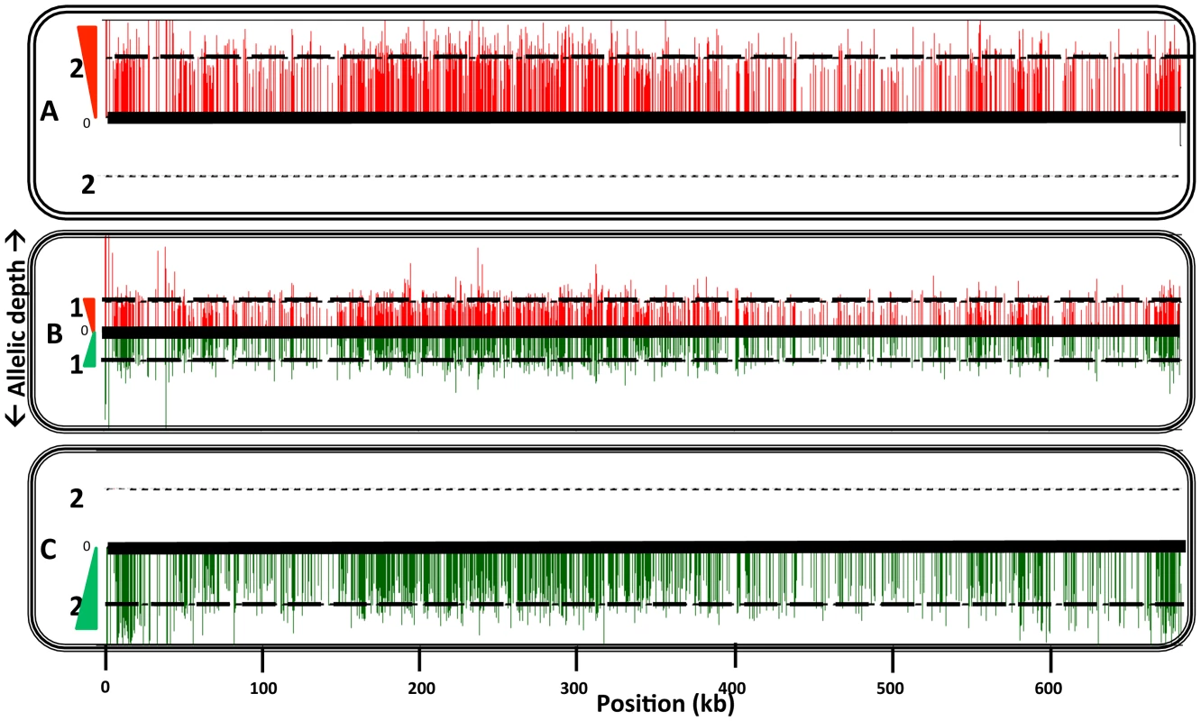 Comparison of homozygous parental SNPs on chromosome 17 of a representative hybrid.