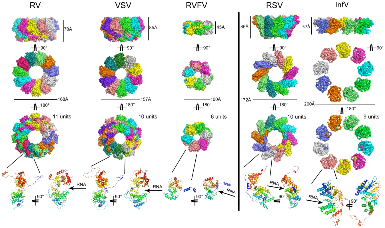 Gallery of crystal structures of N proteins from different negative strand RNA viruses.